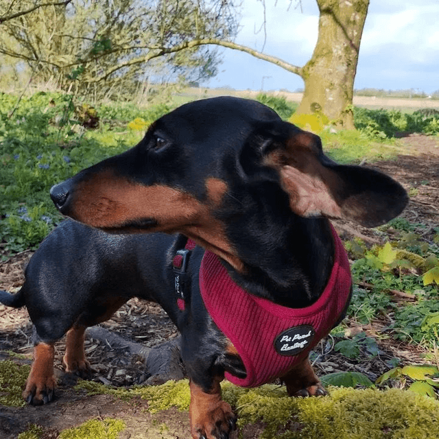 Pet Pooch Boutique - Burgundy Red Harness