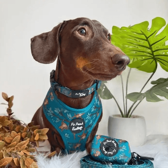 Pet Pooch Boutique - Cheeky Monkey Lead 