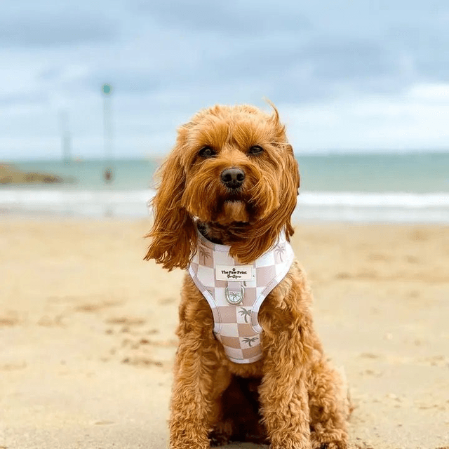 Paw Print Boutique "Palm Springs" Harness