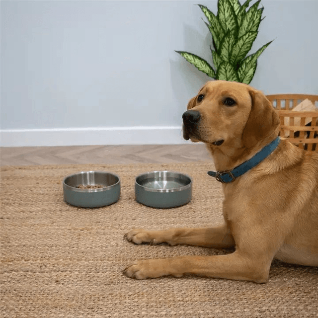 Hungry Paws Double Wall Insulated Dog Bowl - Green  