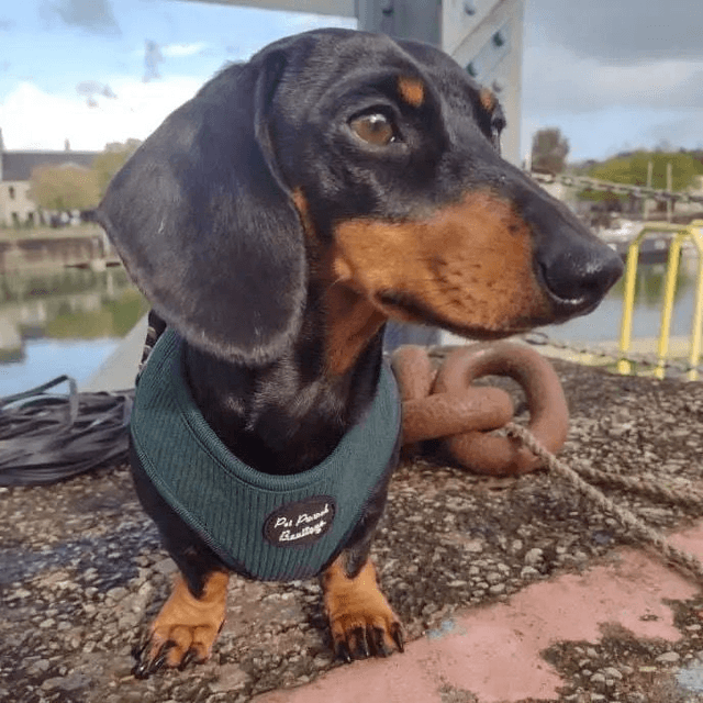 Pet Pooch Boutique - Forest Green Harness