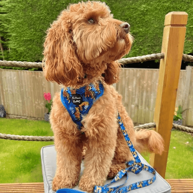 Pet Pooch Boutique Dog Lead - Wild Spirit Blue Leopard