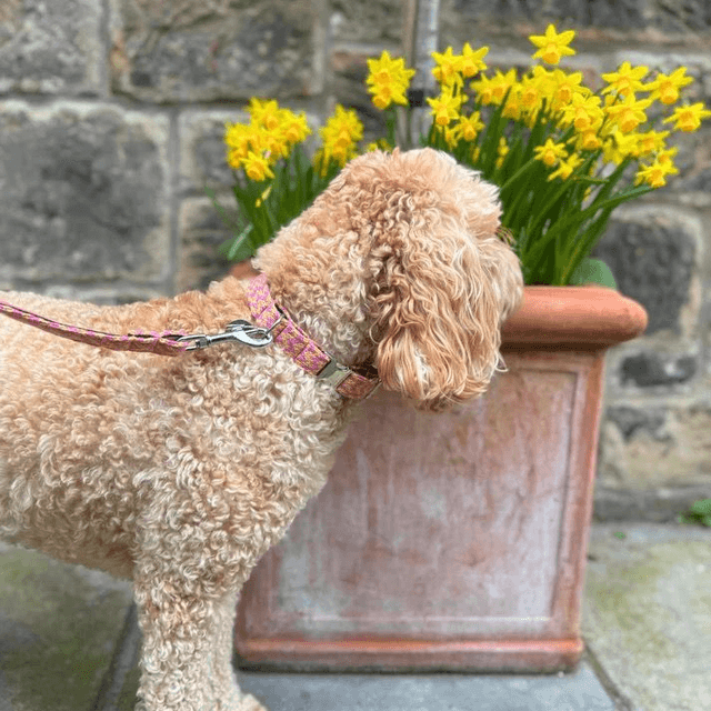 Stocky & Dee Peachy Punch Collar 