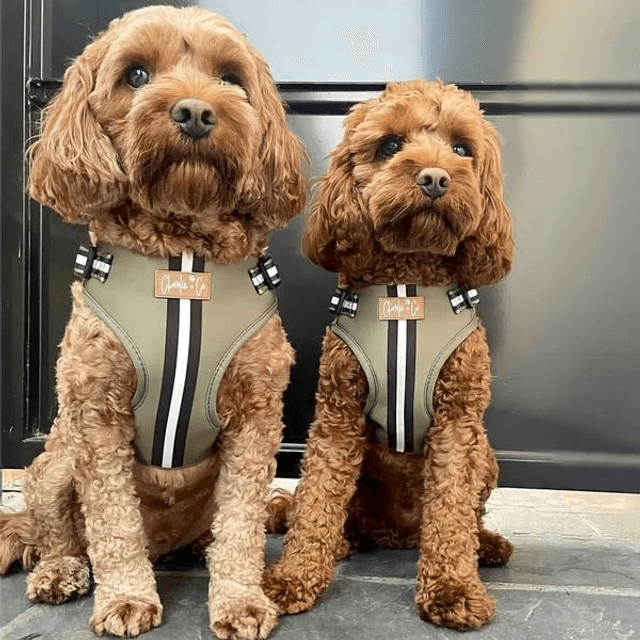 Charlie & Co - Barky Khaki - Step-in Harness 