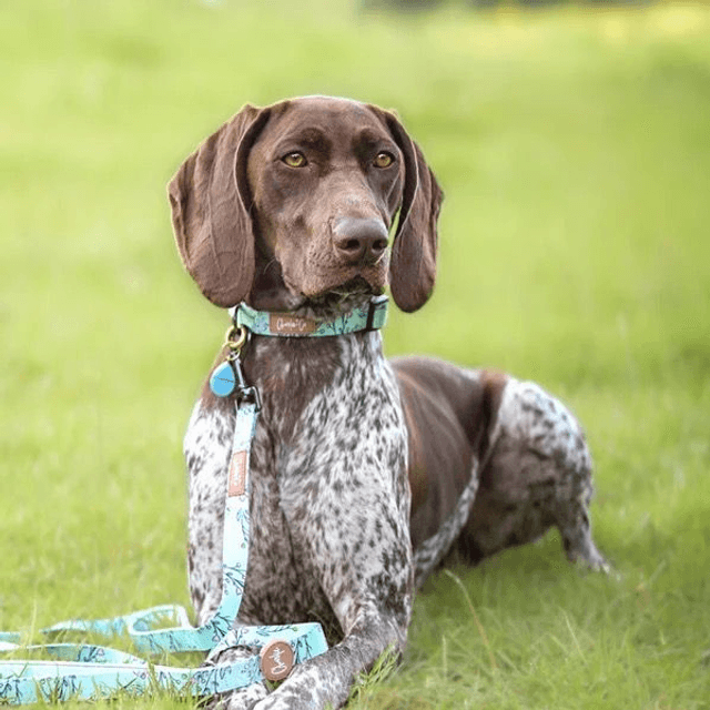 Charlie & Co - Are You FLOREAL - Collar