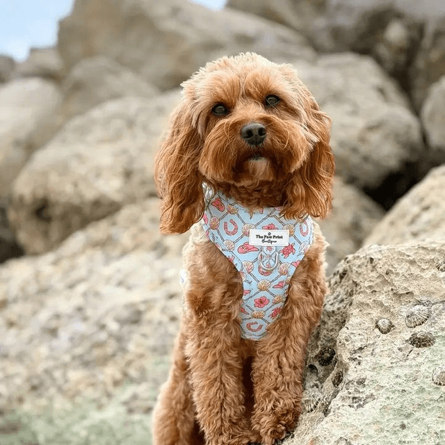Paw Print Boutique "She sells Seashells on the YEEHAW" Harness