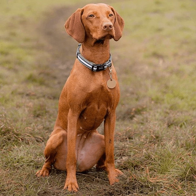 Charlie & Co - Barky Khaki - Collar