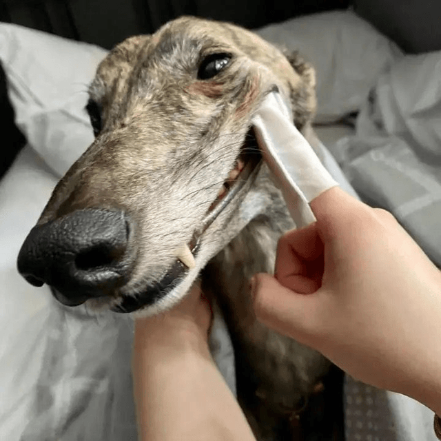 Dog's Life Dental Wipes