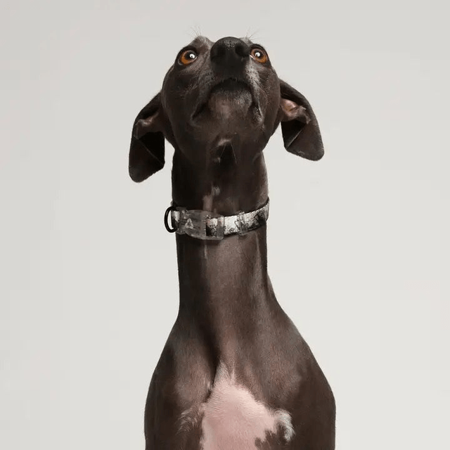EDDGY Collar - Loki