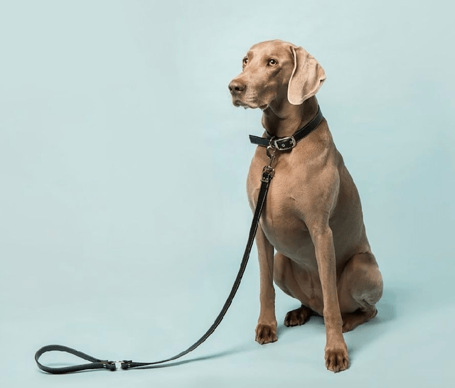 Skylos Collective Black Vegan Apple Leather Lead 