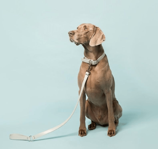 Skylos Collective Ice Blue Vegan Apple Leather Collar