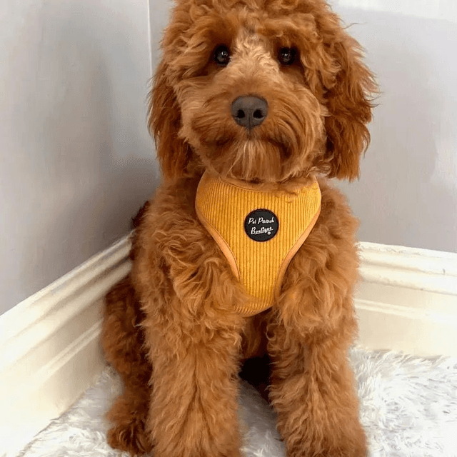 Pet Pooch Boutique - Mustard Yellow Harness