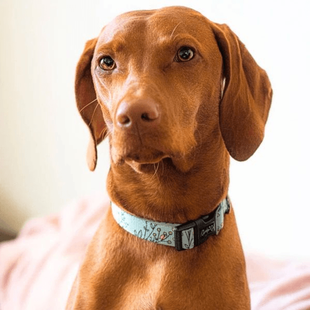Charlie & Co - Are You FLOREAL - Collar