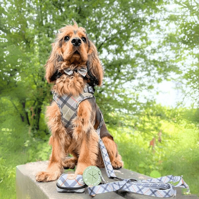 Charlie & Co - Highland Hound - Dual Handle Lead 