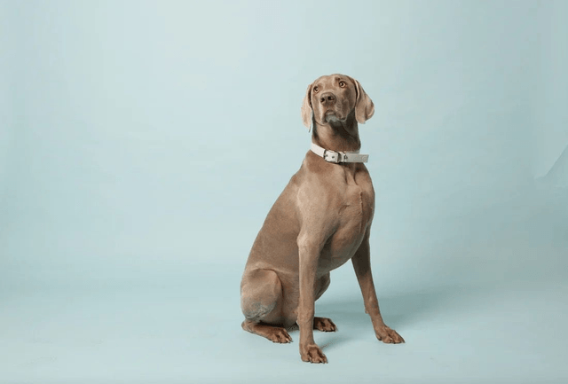 Skylos Collective Ice Blue Vegan Apple Leather Collar