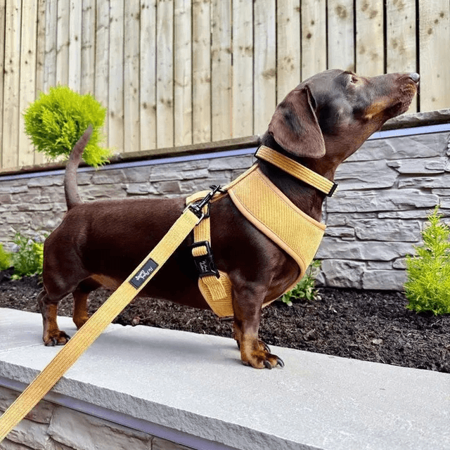 Pet Pooch Boutique - Mustard Yellow Lead