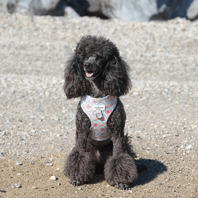 Paw Print Boutique "She sells Seashells on the YEEHAW" Harness