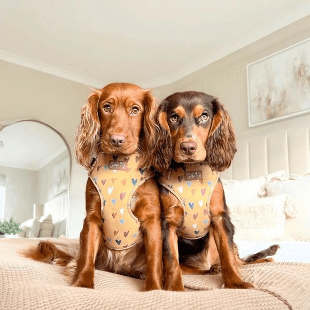 Charlie & Co - Mustard Been Love - Step-in Harness 