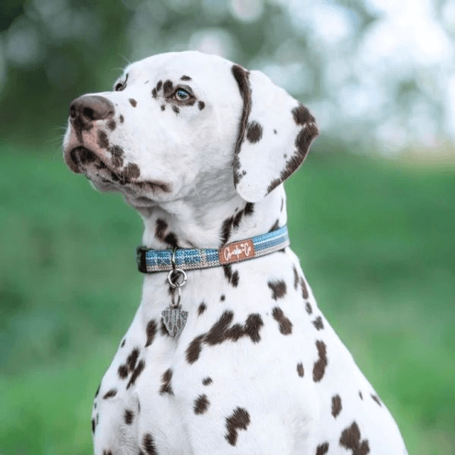 Charlie & Co - Made with Woof - Collar
