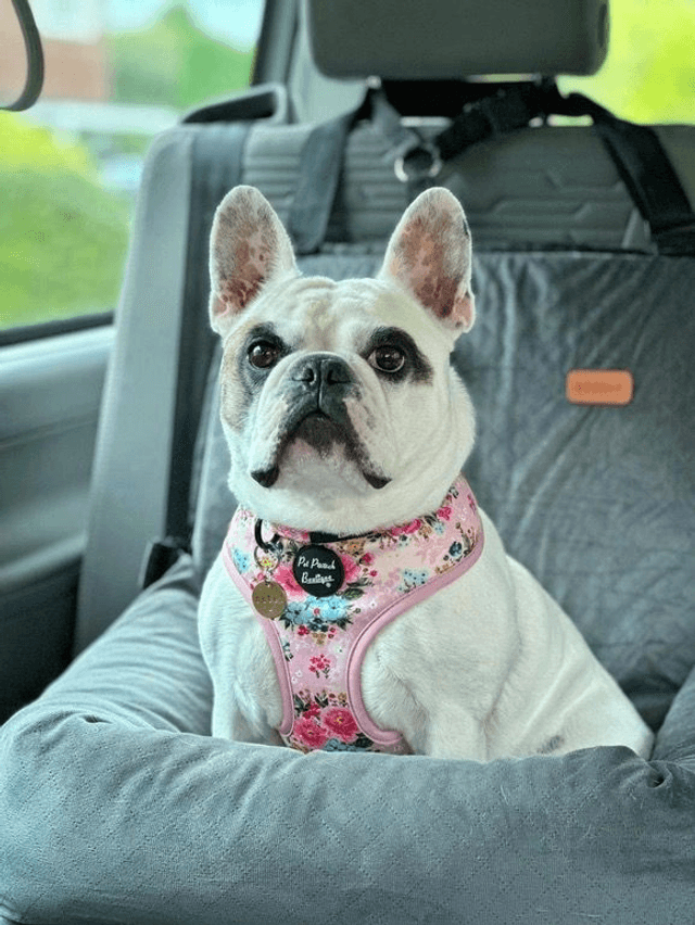 Pet Pooch Boutique Harness - Cottage Floral