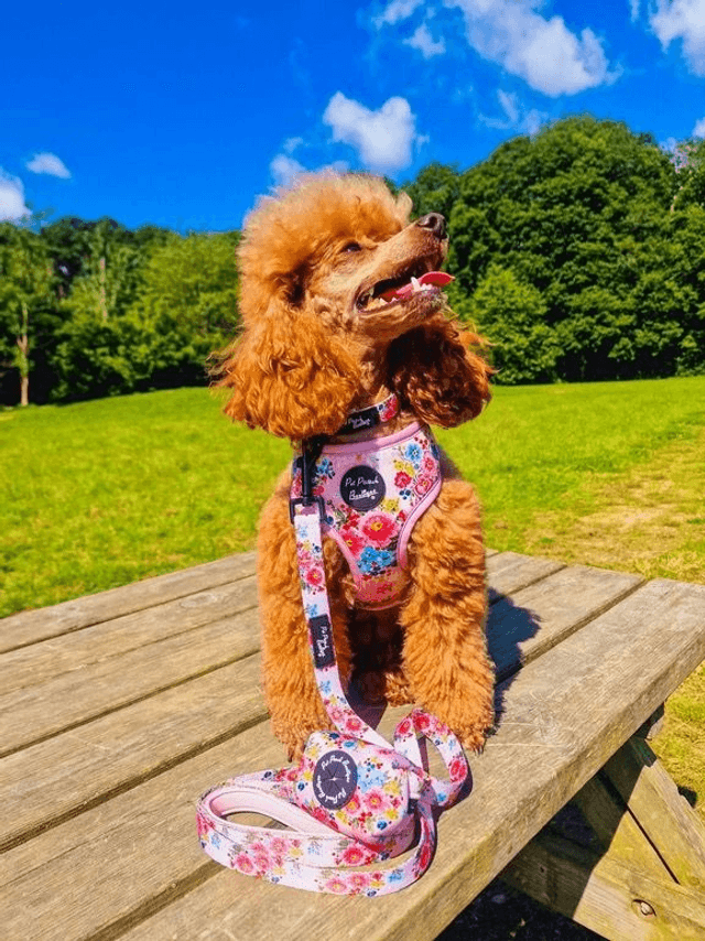 Pet Pooch Boutique Harness - Cottage Floral