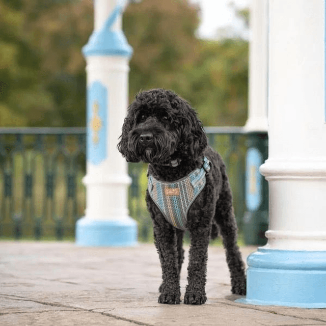 Charlie & Co - Made with Woof - Step-in Harness 