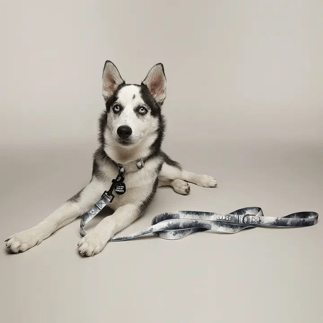 EDDGY Lead - Skye