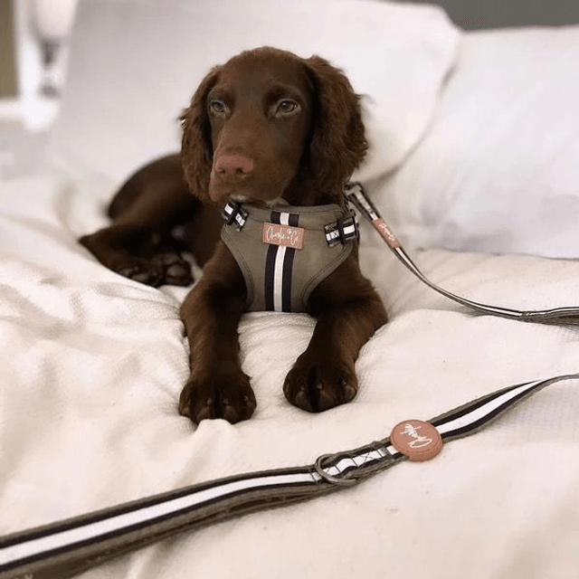 Charlie & Co - Barky Khaki - Dual Handle Lead 
