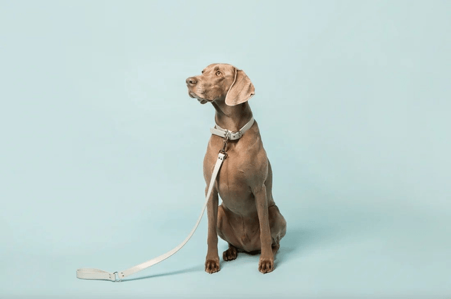 Skylos Collective Ice Blue Vegan Apple Leather Lead