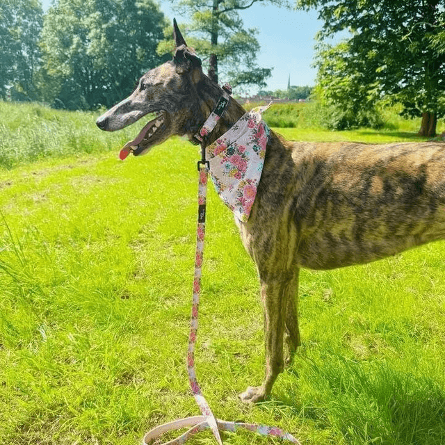 Pet Pooch Boutique Dog Lead -  Cottage Floral