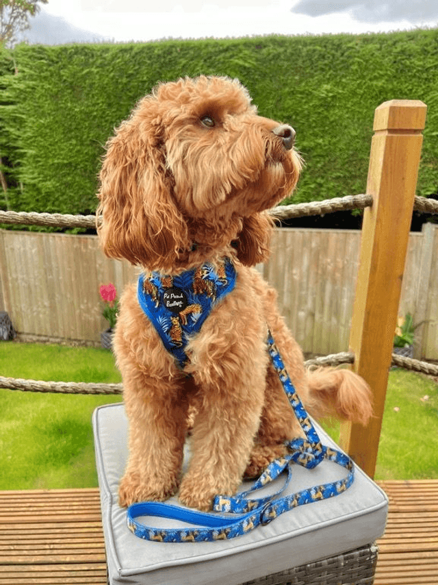 Pet Pooch Boutique Harness - Wild Spirit Blue Leopard