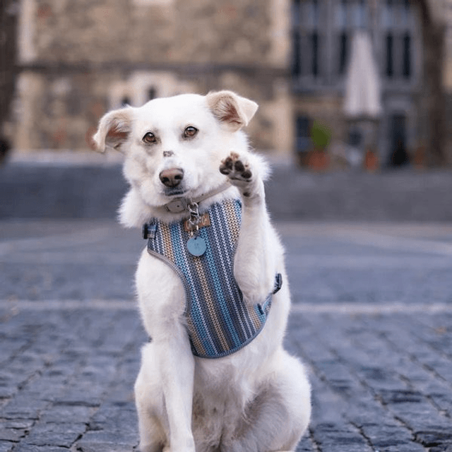 Charlie & Co - Made with Woof - Step-in Harness 