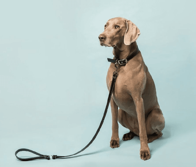 Skylos Collective Black Vegan Apple Leather Lead 