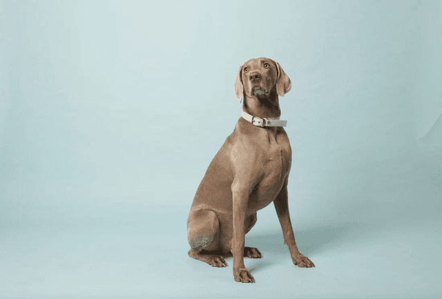 Skylos Collective Ice Blue Vegan Apple Leather Collar