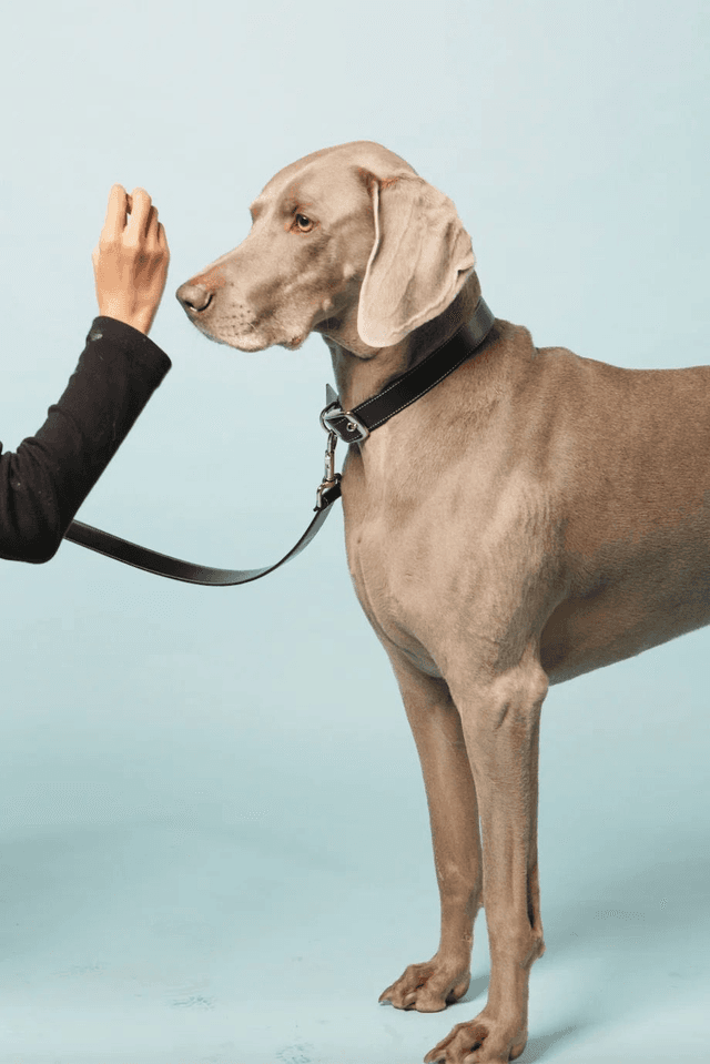 Skylos Collective Black Vegan Apple Leather Collar