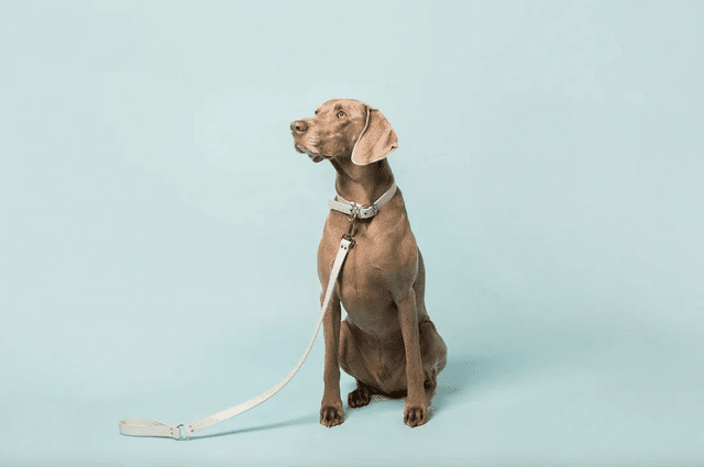 Skylos Collective Ice Blue Vegan Apple Leather Lead